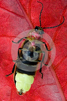 Firefly - Lightning Bug on Red Leaf