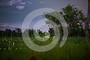 Firefly, lightning bugs flying in the field at night