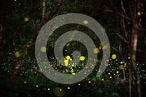 Firefly, lightning bugs flying at night in the forest