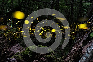 Firefly. Night in the forest with fireflies. photo