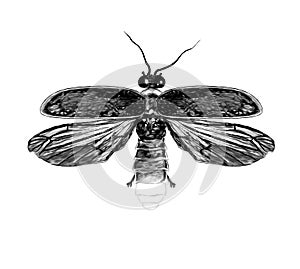 Firefly with open wings top view symmetrically