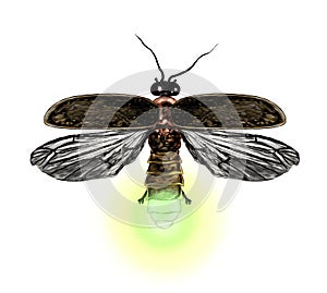 Firefly with open wings top view symmetrically