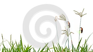 Firefly perching on Grass flower isolate on white background