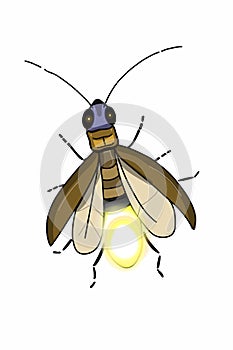 firefly-stella illustration drawing isolated.