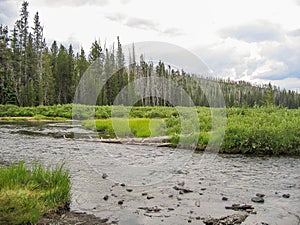 Firehole River Flowing Through Yellowstone National Park