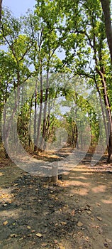 Fireline in kanha national park