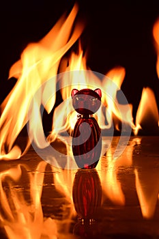 Firely Cat