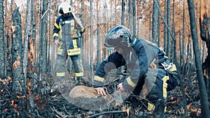 Firemen are rescuing a rabbit in the smoldering woodland