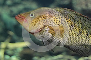 Firemouth cichlid