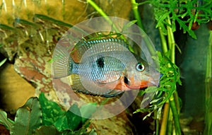 Firemouth Cichlid or Firemouth Meeki, thorichthys meeki, Aquarium Fish