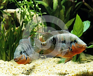 Firemouth Cichlid or Firemouth Meeki, thorichthys meeki