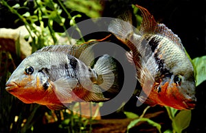Firemouth Cichlid or Firemouth Meeki, thorichthys meeki