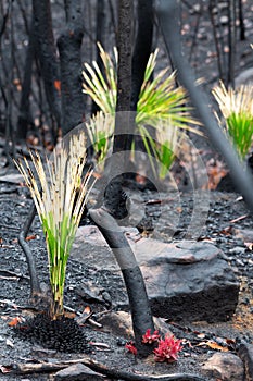 Fireproof plants and trees regenerating after bush fire