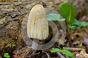 Firerug inkcap