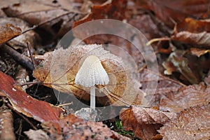 Firerug-inkcap