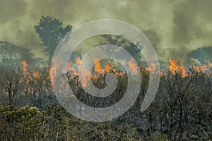 Fires in the Amazon forest - global climate change. photo
