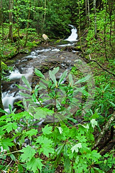 Fires Creek, Nantahala National Forest