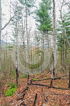 Burned area in Fires Creek, Nantahala National Forest photo