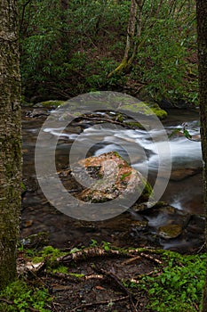 Fires Creek, Nantahala National Forest, NC