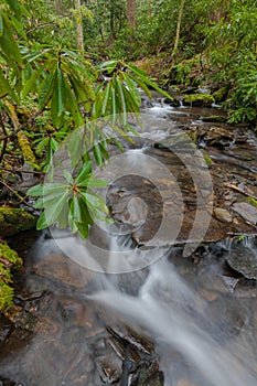 Fires Creek, Nantahala National Forest, NC