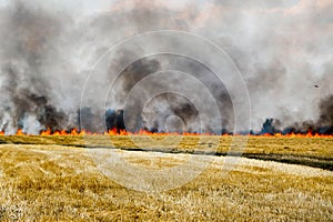 Fires dry completely destroy the fields. burning fields, tornado, smoke and fire