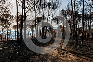 Fires in Portugal, Alcabideque fire
