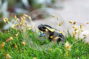 Firesalamander