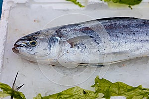 Lampuga fish at market photo