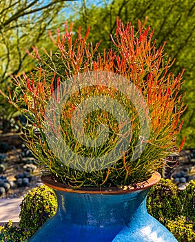 Firestick Cactus Vertical Garden