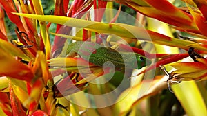 Firestick Gecko on the Big Island