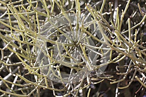 Firestick plant Euphorbia tirucalli