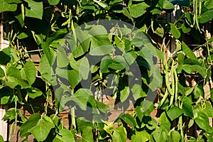 Firestorm runner beans, UK.