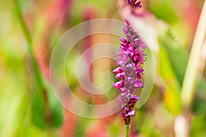 Firetail flower beauty wrap