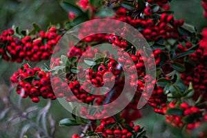 Firethorn berries red bush, evergreen shrub, pyracantha sp