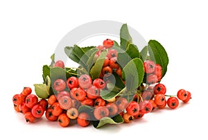 Firethorn branch with berries