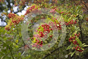 Firethorn Pyracantha berries