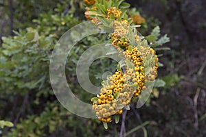 Firethorn Pyracantha berries