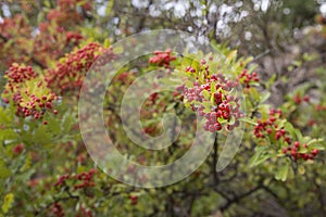 Firethorn Pyracantha berries