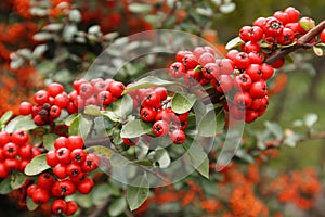 Firethorn or Pyracantha, decorative garden bush with bright red berries. Close up of Pyracantha red berries in autumn