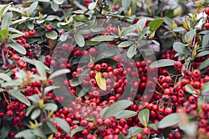 Firethorn or Pyracantha, decorative garden bush with bright red berries. Close up of Pyracantha red berries in autumn