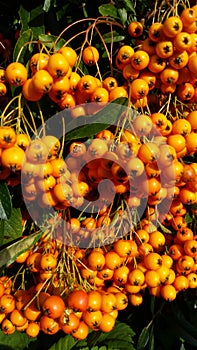 Yellow Firethorns Berrys