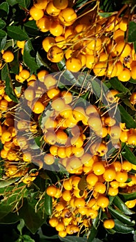 Young Yellow Firethorns