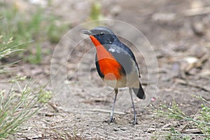 Firethroat Luscinia pectardens Male Birds of Thailand