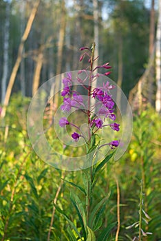 Fireweed