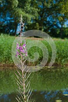 Fireweed