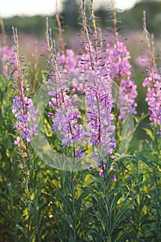 Fireweed