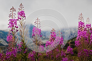 Fireweed