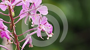 Fireweed