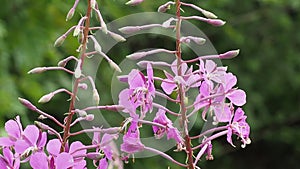 Fireweed