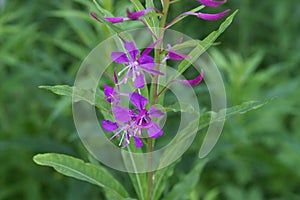 Fireweed